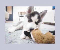 ハスキーを飼うこと