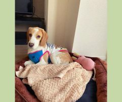 ビーグル犬　ADI