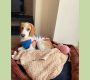 ビーグル犬　ADI